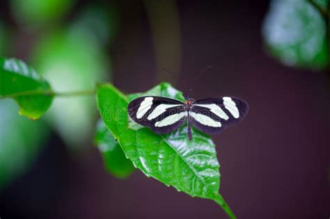 The Butterfly of the Species Aeria Eurimedia Stock Photo - Image of outdoors, color: 307307620