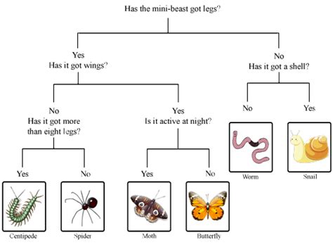 Sorting and classifying plants and animals: View as single page | Dichotomous key, Animal ...