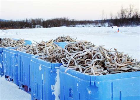 Tracking Arctic lampreys, the Yukon River's elusive 'eels' | Community Features | newsminer.com