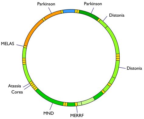 File:Mitochondrial DNA and diseases.png - Wikimedia Commons