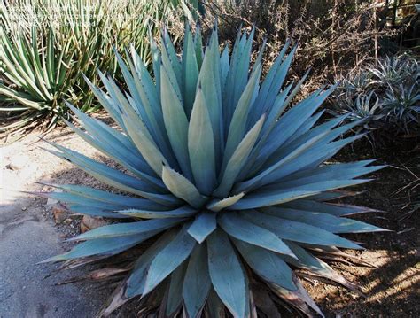 PlantFiles Pictures: Agave Species, Gray Agave, Century Plant, Maguey (Agave applanata) by palmbob