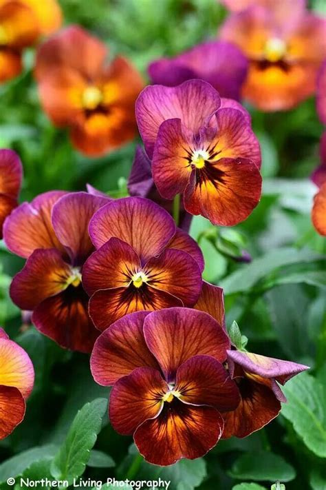 Pin by Lawrence Perry on Flowers & Gardens | Pansies flowers, Pansies ...