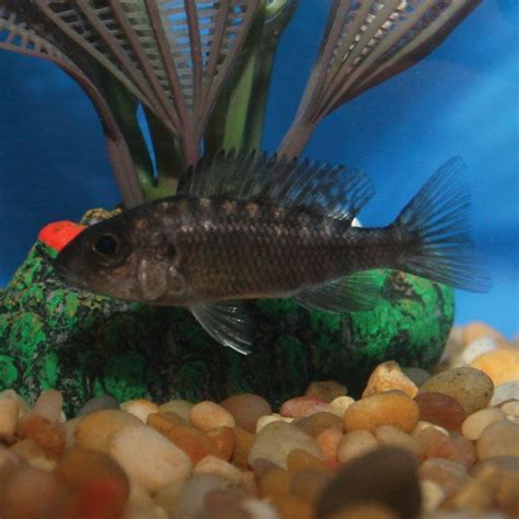 Ngara Flametail Peacock - Aulonocara stuartgranti - Juvenile | Cichlids, African cichlids, Fish pet