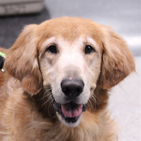 As Good As Gold – Golden Retriever Rescue of IllinoisAdopt a Golden Retriever from As Good as Gold