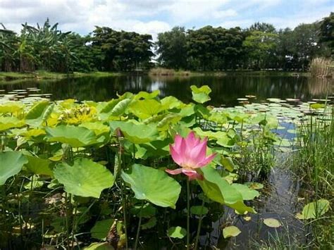 PALMA SOLA BOTANICAL PARK: Ce qu'il faut savoir pour votre visite