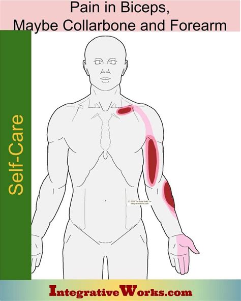 Self Care - Pain in the Biceps, Maybe Collarbone, Forearm - Integrative ...