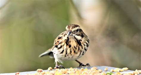 Savannah Sparrow: Field Guide, Pictures, Habitat & Info - Optics Mag