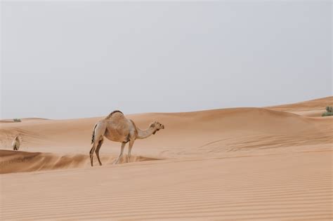 Premium Photo | Camel walking in the desert