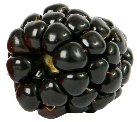 Fresh single Blackberry Fruit PNG Image - PurePNG | Free transparent ...