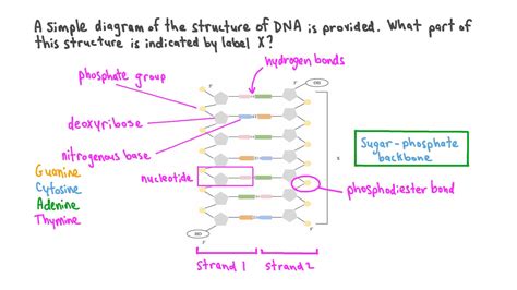 Labeled Dna Molecule