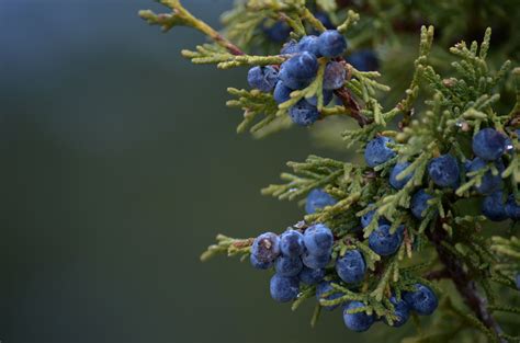 Juniper Berries, Brice NP Juniper Berry, Berries, Trees, Fruit, Garden, Garten, Tree Structure ...