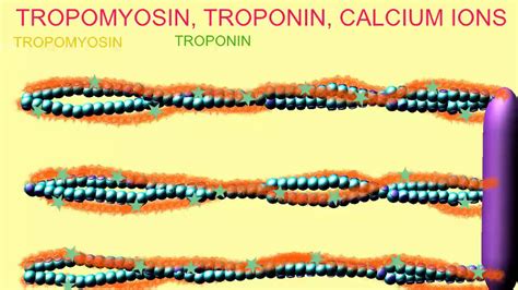 TROPOMYOSIN, TROPONIN, CALCIUM IONS - YouTube