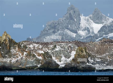 Antarctica, South Shetland Islands. Half Moon Bay at Half Moon Island. Chinstrap penguin colony ...