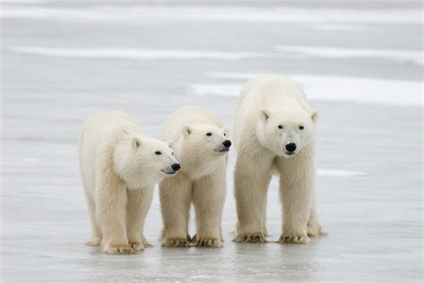 Polar Bears in Newfoundland and Labrador – Nature NL