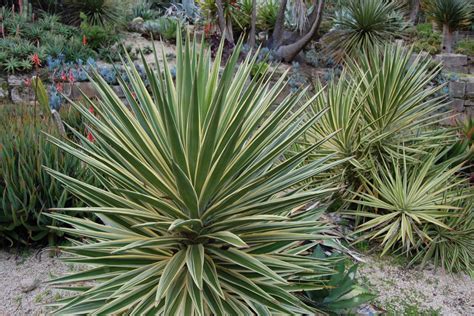 6 superbes PLANTES GRASSES EXTERIEUR resistant au gel | Plante grasse extérieur, Yucca exterieur ...