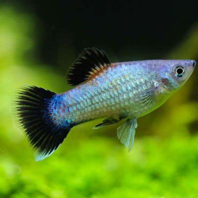 Neon Blue Wag Platy - Goodjoseph LIVE Fish Store