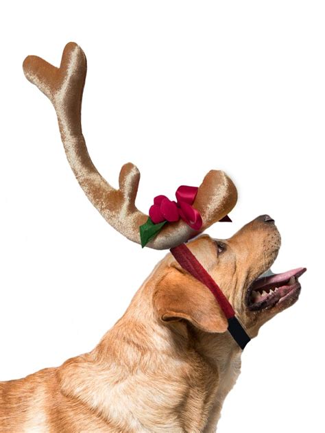 Grinch Dog Antler