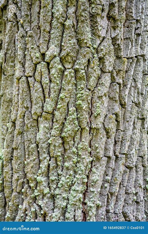 Texture of Bark of Ancient Mighty Oak Tree Trunk with Moss and Lichen Stock Image - Image of ...