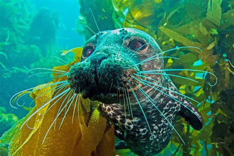 Seals hunt down hidden fish by sensing their breath in the sand | New ...