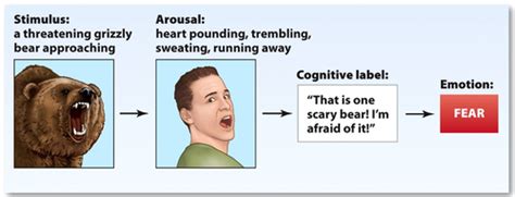 Schachter & Singer Flashcards | Quizlet