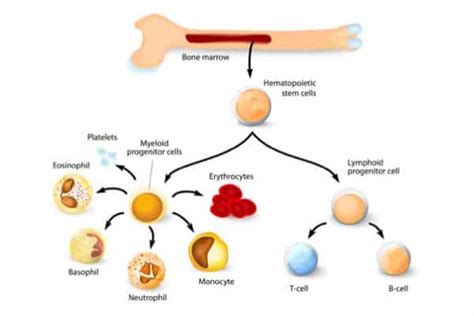 Antibody could increase cure rate for blood, immune disorders – BioNews Central