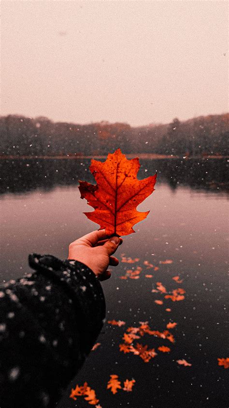 1366x768px, 720P free download | Hello Autumn! Aesthetic fall social media posts & / lock ...