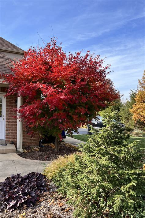 North Wind® Maple | Cold-Hardy & Stunning Fall Color