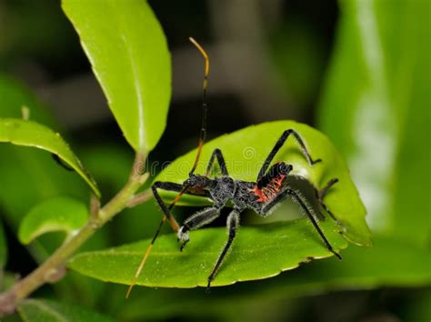 North American Wheel Bug Nymph (Arilus Cristatus) at Night on a Yaupon ...