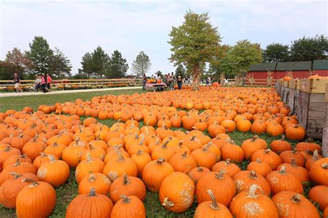 Road Trip! Best Pumpkin Patches in Illinois 🎃 – CHICAGO FOOD AUTHORITY