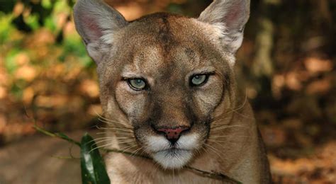 Florida panther struck and killed by vehicle in Fort Myers