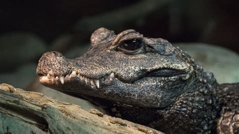 West African Dwarf Crocodile · Tennessee Aquarium