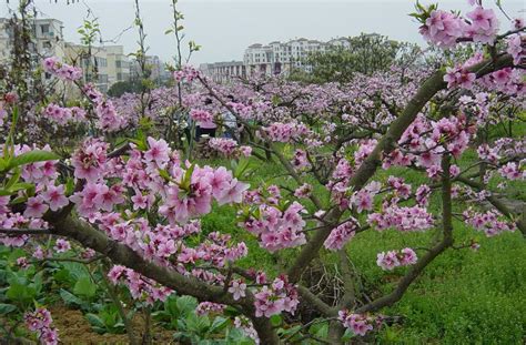 Top 4 Places to Enjoy Peach Blossom in China