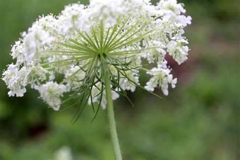 Foraging Queen Anne’s Lace (& Avoiding Look Alikes)