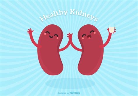 Vector Cute Cartoon Healthy Human Kidney Characters 151673 Vector Art ...