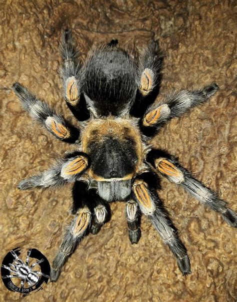 Brachypelma hamorii 1cm – Tarantula Room