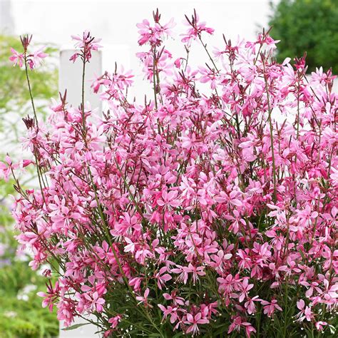 raquette Kilomètres société plante gaura rouge purifier du son Étape