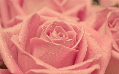 Pink Rose Desktop Wallpaper - WallpaperSafari