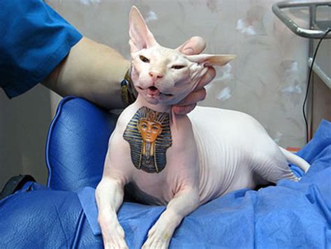 Polémica por artista ruso que tatuó a su gato esfinge: el felino ya tiene cuatro tatuajes ...