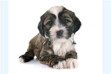 Meet the Tibetan Terrier!