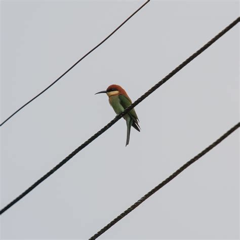 Bird on a wire | dgcPhoto