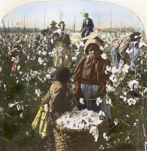 Cotton Plantation. Npicking Cotton On A Mississippi Plantation. Oil ...