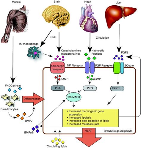 F1.large.jpg 1,217×1,280 pixels | Adrenergic receptors, Gene expression, Brain and heart