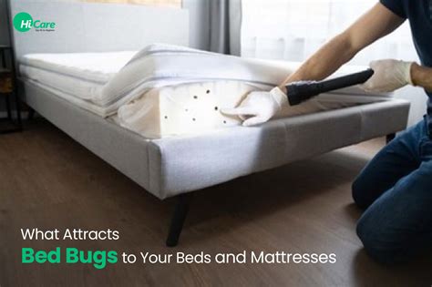 Top 6 Things that Attracts Bed Bugs to Your Bed Mattress and Home