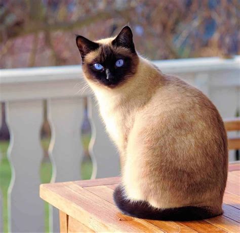 226 Siamese Cat Names - Only For Royalty Felines