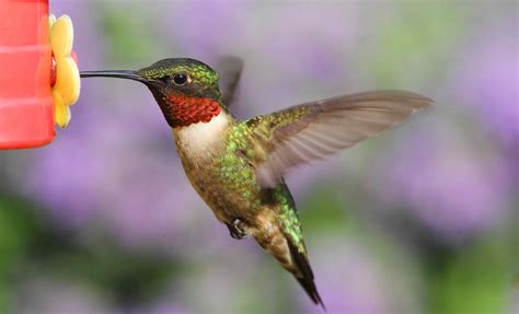 Types of Hummingbirds in North America