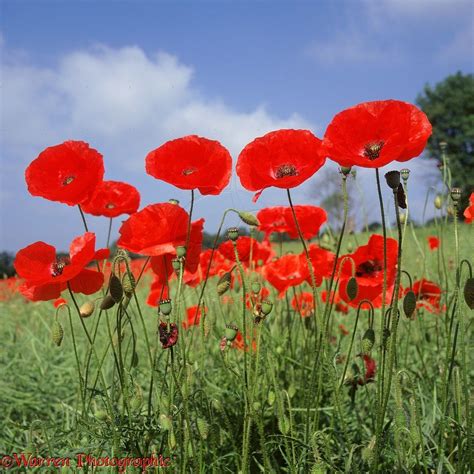 Red poppies, Poppies, Wild flowers