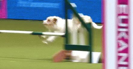 Dog Jump Fail GIF - Dog JumpFail FunnyAnimals - Discover & Share GIFs