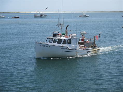 Chatham Fish Pier - Here Comes The Fish | CHATHAM - The seals and seagulls near the Chatham Fish ...