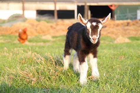 391 Cute and Funny Pet Goat Names to Graze Through - Animal Hype