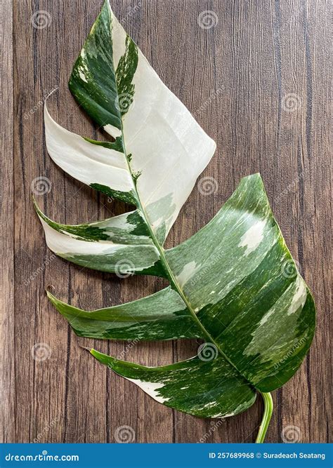 Epipremnum Pinnatum Variegate Leave on the Wooden Stock Photo - Image ...